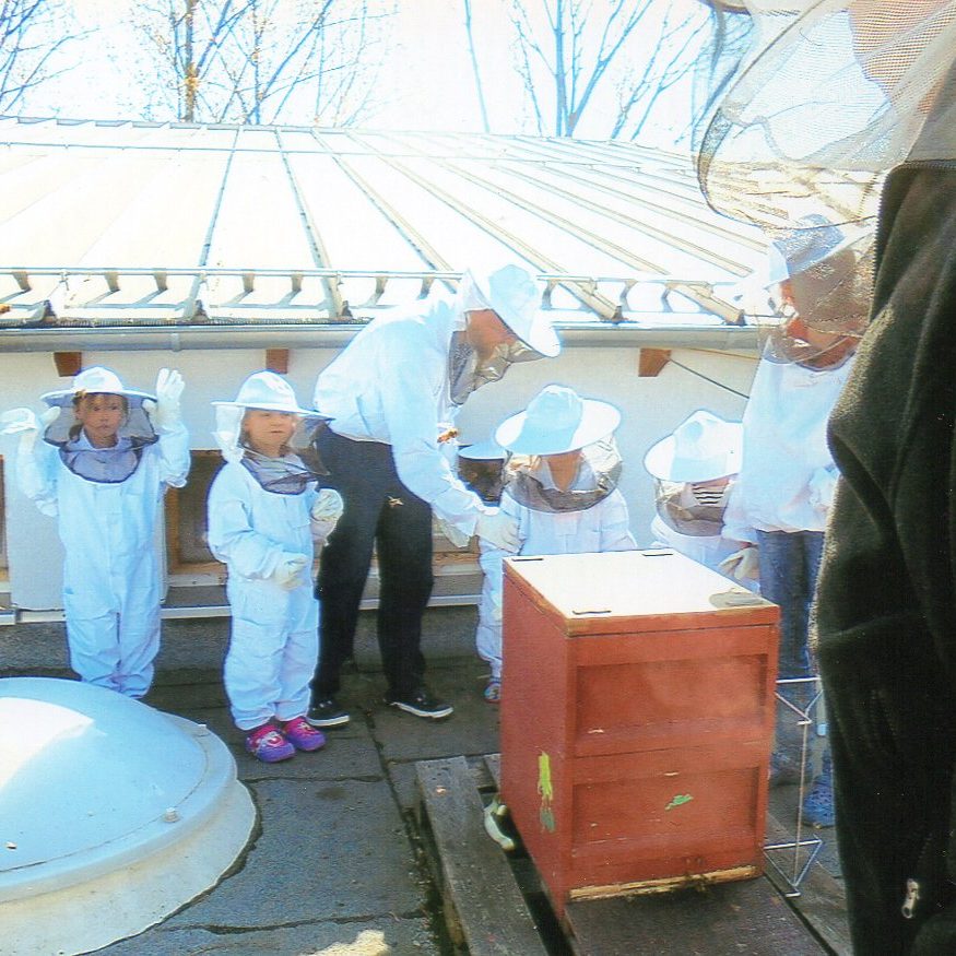 Honigbienenvölker auf dem Dach des Kindergartens