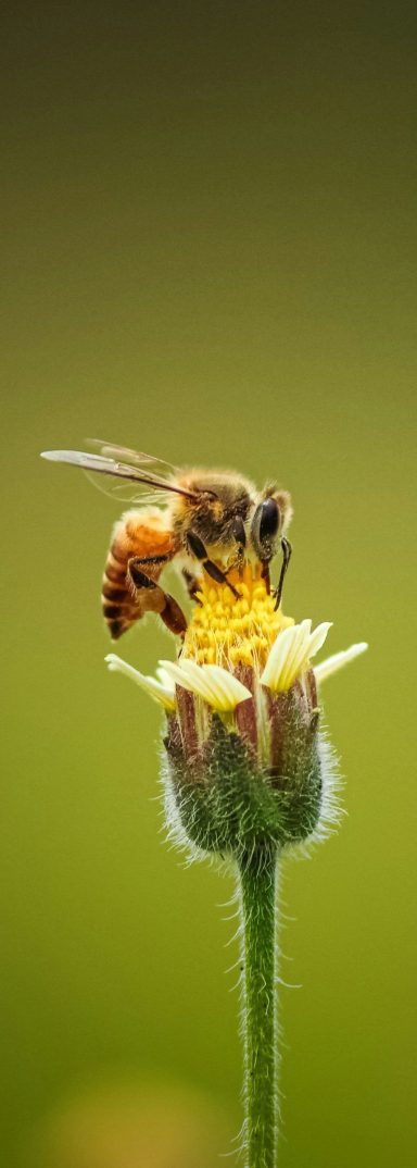 Wilde Ecken stehen lassen Ich lasse eine Ecke im Garten mit heimischen Wildpflanzen. Dort finden Bienen Nahrung und verstecke.